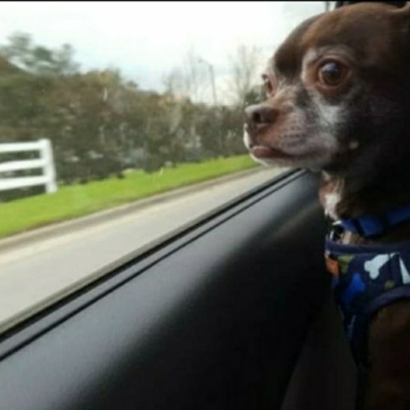 Meet your Posher, Judy - Picture 3 of 10